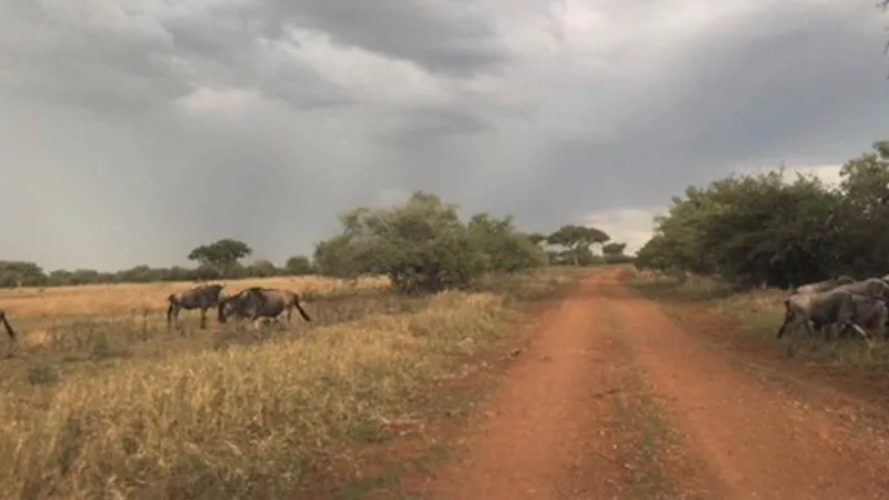 AN AFRICAN 'GAME DRIVE' LIKE NO OTHER