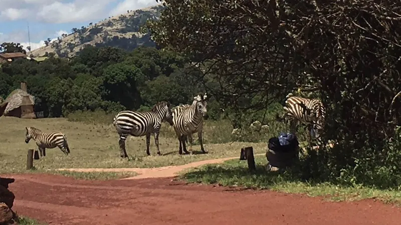 AN AFRICAN 'GAME DRIVE' LIKE NO OTHER