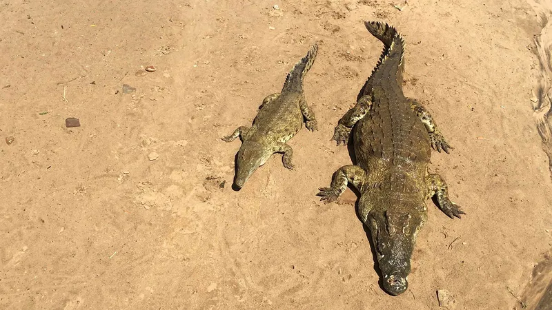 AN AFRICAN 'GAME DRIVE' LIKE NO OTHER
