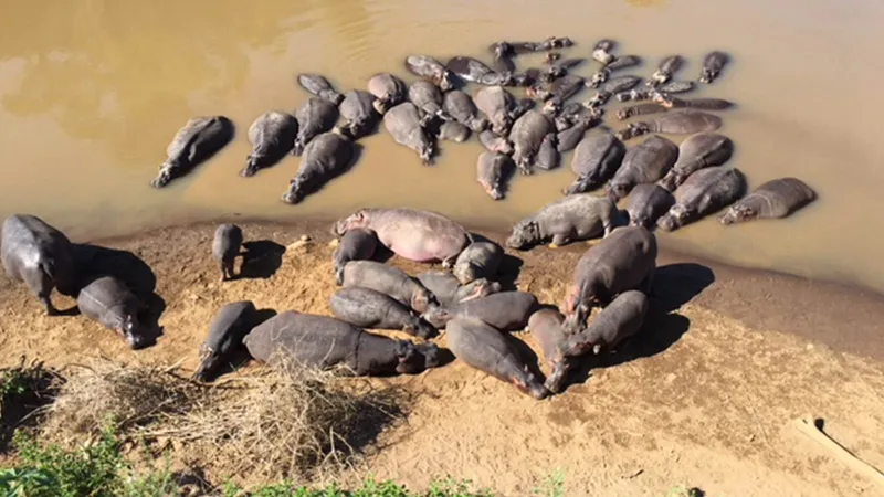 AN AFRICAN 'GAME DRIVE' LIKE NO OTHER