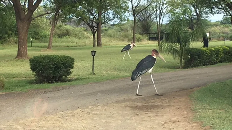 AN AFRICAN 'GAME DRIVE' LIKE NO OTHER
