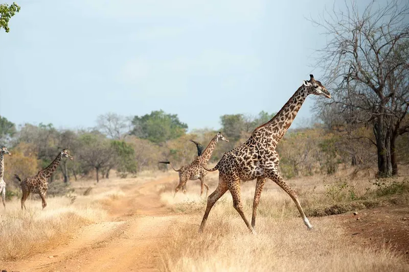 RALLY THE GLOBE REVS UP FOR EPIC EAST AFRICAN ADVENTURE