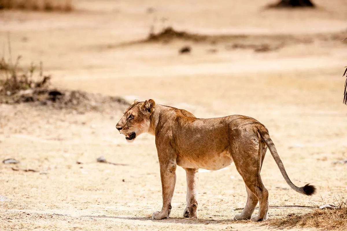 RALLY THE GLOBE REVS UP FOR EPIC EAST AFRICAN ADVENTURE