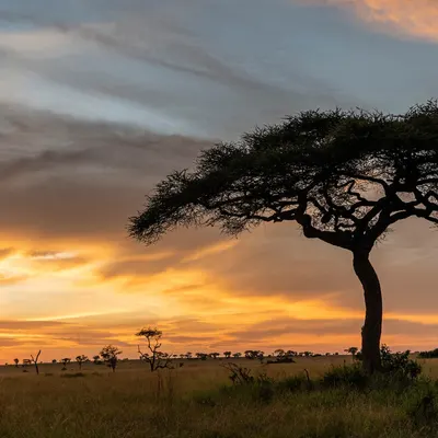 Southern Cross Safari