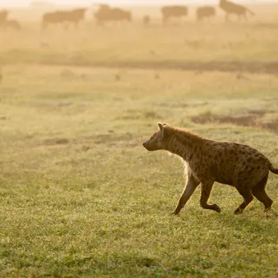 Southern Cross Safari