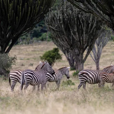 Southern Cross Safari