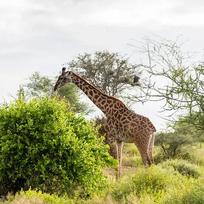 Southern Cross Safari