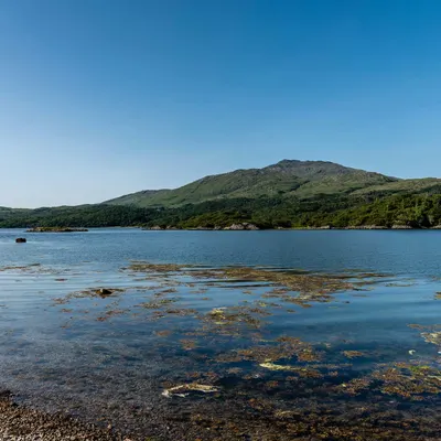 West Highland Cloverleaf July