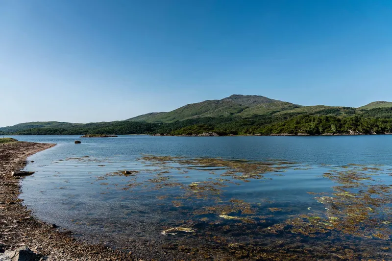 West Highland Cloverleaf July