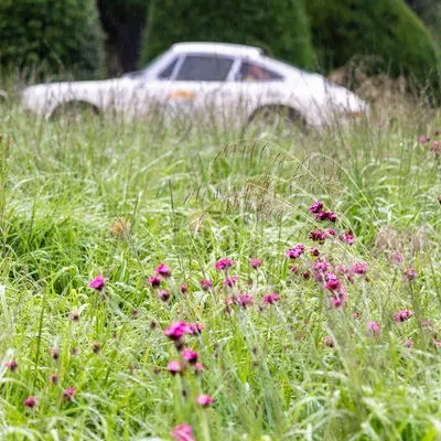 Yorkshire Cloverleaf July